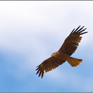 Bussard (vermute ich). Aufgenommen im Cappler Feld bei Marburg