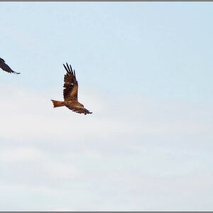 bussard3