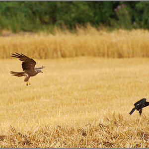 bussard2