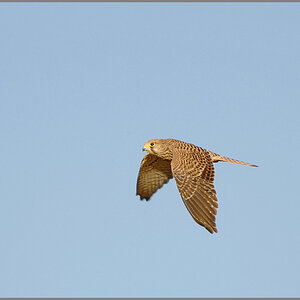 Turmfalke im Cappler Feld