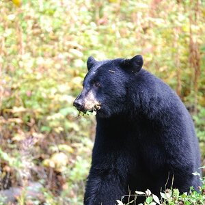 Schwarzbär am Strassenrand, fotografiert vom ausm Auto :D