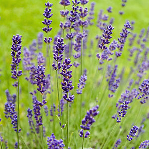 2100621 0838 Lavendel WDW 900H