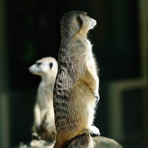 Erdmännchen3