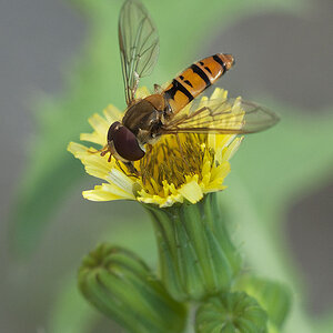2010 07 20 Schwebfliege 01 01