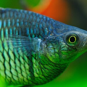 Fisch
