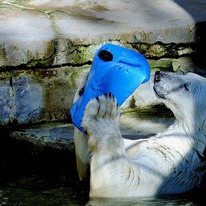 Eisbär1