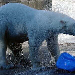 Eisbär3