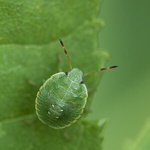 2010 07 20 Wanzenlarve 01 01