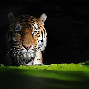 Tiger im Gruenen