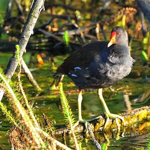 Teichhuhn in der Abendsonne (D300, AF-S 70-300VR, 300mm Bl. 8) MHX 3978A x