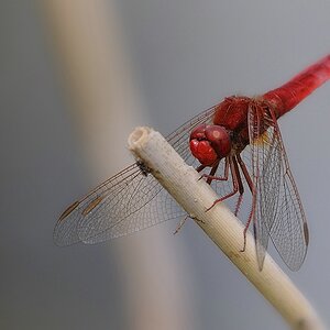 Feuerlibelle