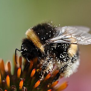 Hummel
