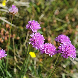 DSC6271 Kopie