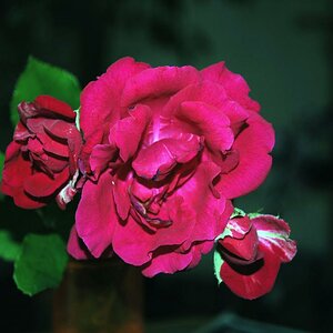 Blume