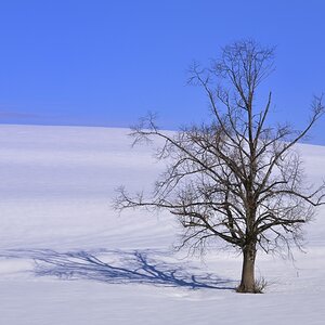 Baum ohne Rahmen