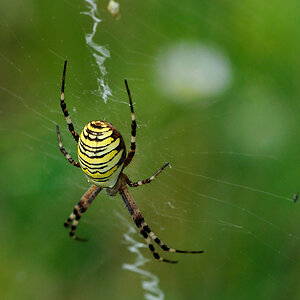 Zebraspinne