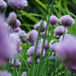 botanischer garten