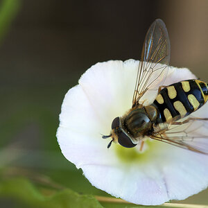2010 07 04 Große Schwebfliege 02 01