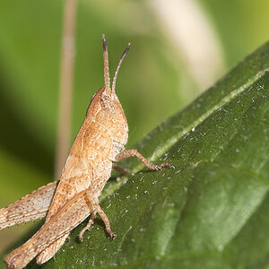 2010 07 04 Heuschrecke 03 01