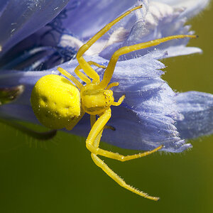 2010 07 04 Krabbenspinne 02 01