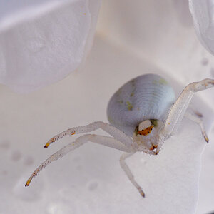 Krabbenspinne1