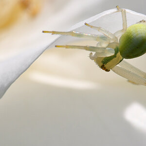 Krabbenspinne2