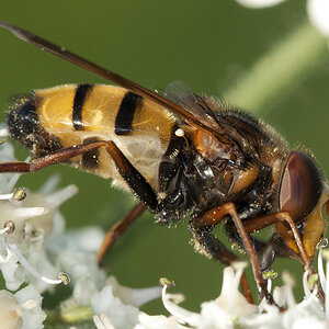 2010 07 20 Schwebfliege 04 08 1