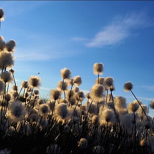 acomp groenland 00533