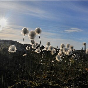 acomp groenland 04049
