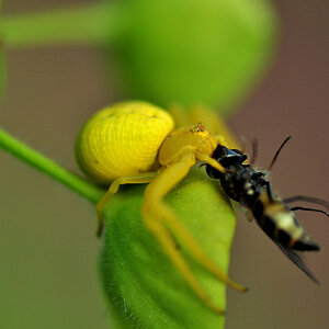 Krabbenspinne mit Beute