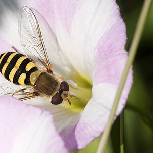 2010 07 04 Große Schwebfliege 01 01