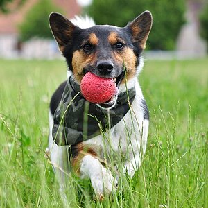 Meilo mit dem Ball