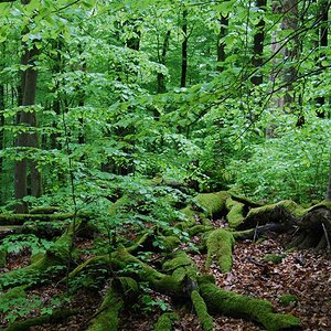 Steigerwald