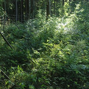 Vogelhölzl