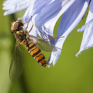 2010 07 04 Hain-Schwebfliege 18 01