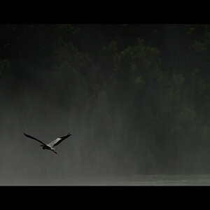 storch