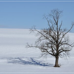 Baum ohne Farbkorrektur