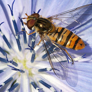 2010 07 04 Hain-Schwebfliege 13 01
