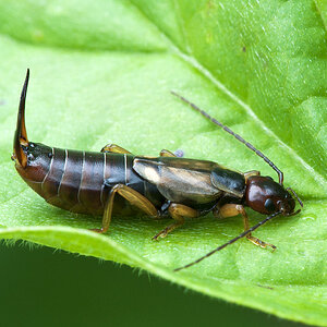 2010 07 27 Käfer 01 03