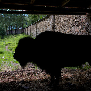 Bison (Tierpark Rosegg)