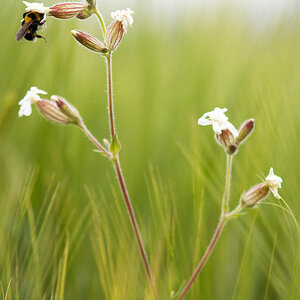 Hummel auf Blume im Kornfeld