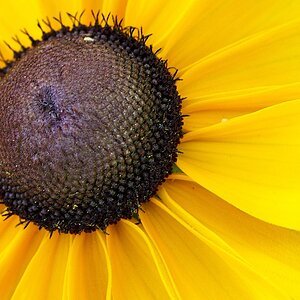 Blume1