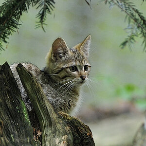 wildkatze 01