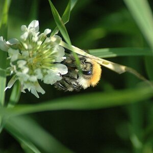 Hummel