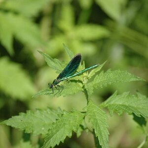 Libelle