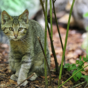 wildkatze 02
