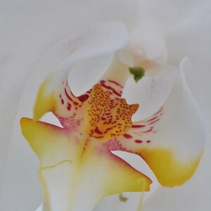 Blüte