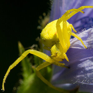 2010 07 04 Krabbenspinne 01 01