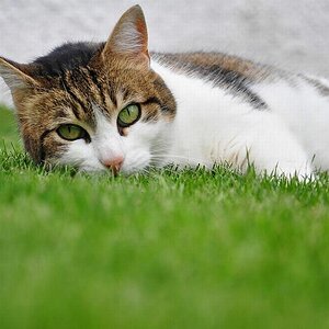 Im Rasen relaxen