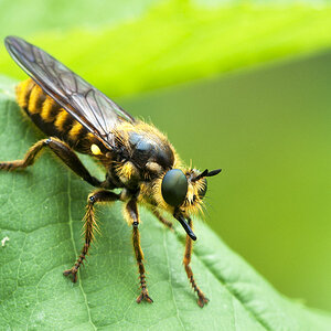 2010 07 22 Raubfliege 01 01